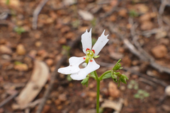 Stylidium androsaceum