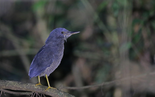 Zigzag Heron (Zebrilus undulatus), photo 9