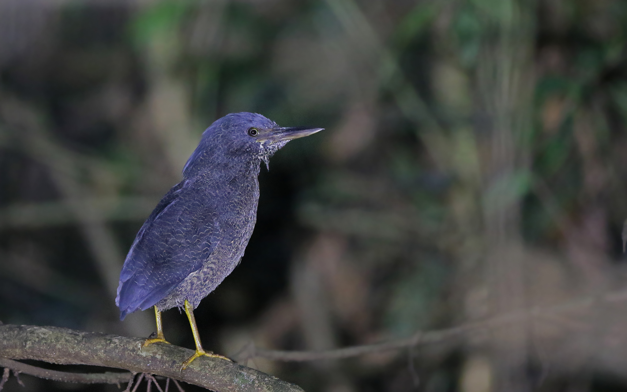 Zigzag Heron (Zebrilus undulatus), photo 8