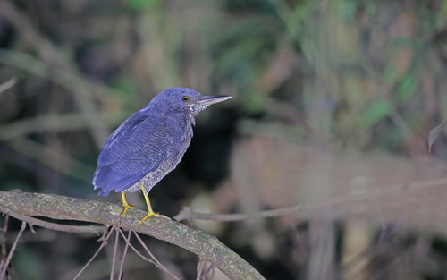 Zigzag Heron (Zebrilus undulatus), photo 10
