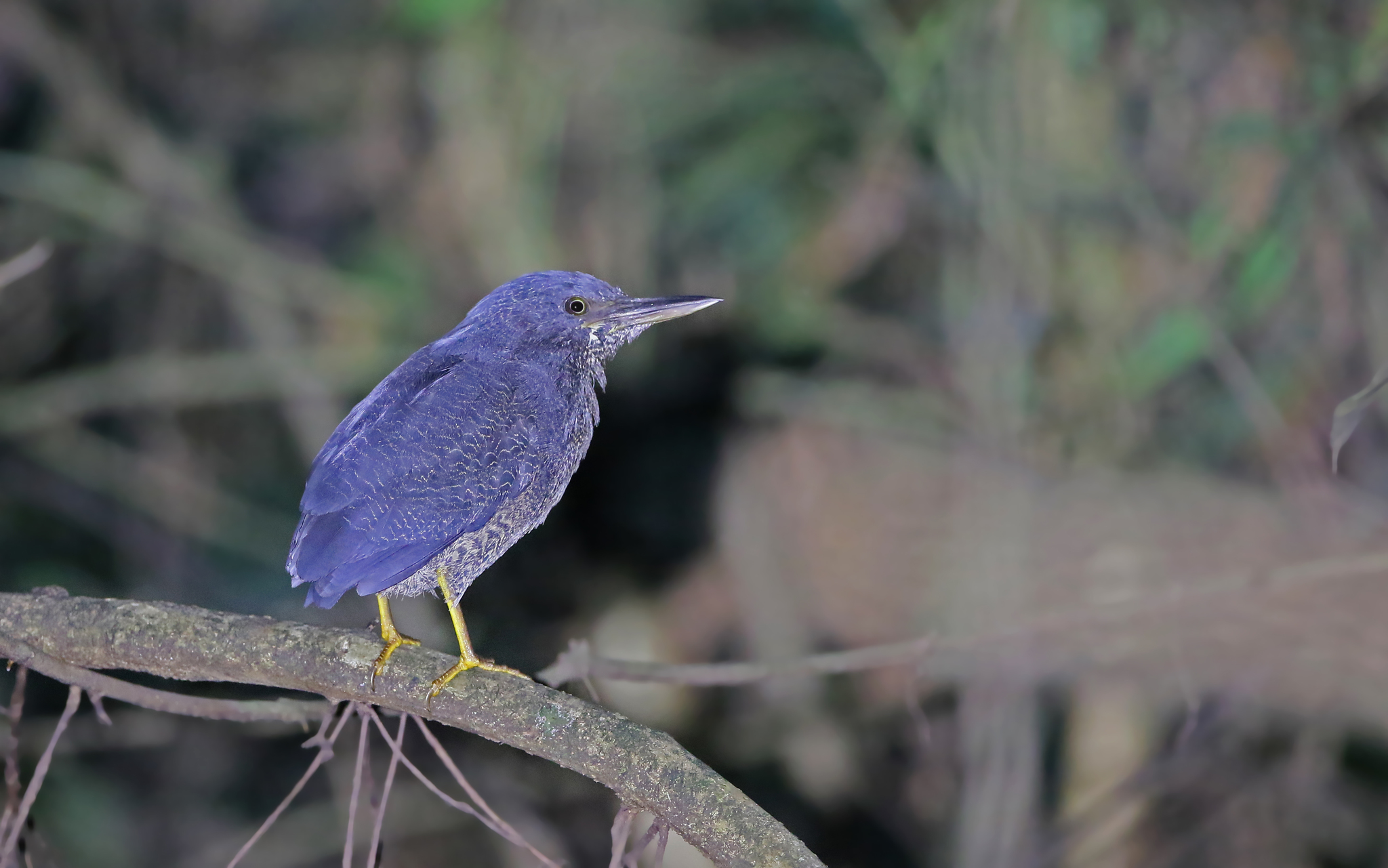 Zigzag Heron (Zebrilus undulatus), photo 9
