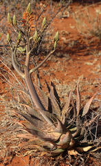 Aloe grandidentata