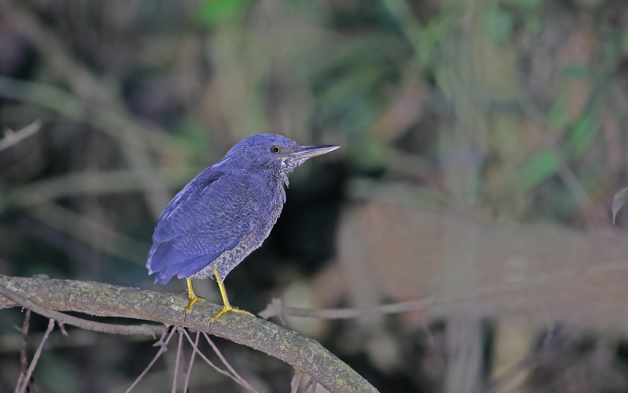 Zigzag Heron (Zebrilus undulatus), photo 10