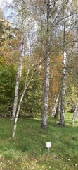 Betula pendula pendula