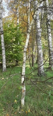 Betula pendula pendula