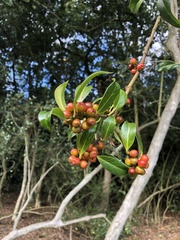 Ilex aquifolium