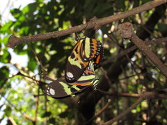 Heliconius ethilla polychrous