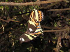 Heliconius ethilla polychrous