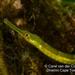 Longsnout Pipefish - Photo (c) carel van der Colff, some rights reserved (CC BY-NC), uploaded by carel van der Colff