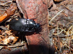 Abax ovalis
