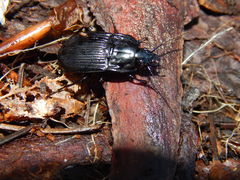 Abax ovalis