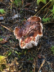 Hydnellum lundellii