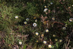 Lampranthus reptans