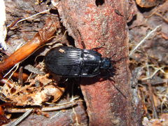 Abax ovalis