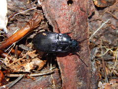 Abax ovalis
