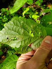 Aspilanta hydrangaeella