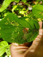 Aspilanta hydrangaeella