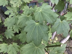 Acer circinatum