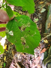 Aspilanta hydrangaeella