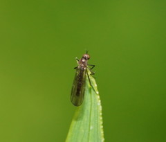 Ocydromiinae