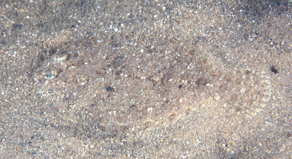 Spottail Wideeye Flounder from Clifton Gardens, Mosman NSW 2088