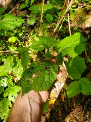 Aspilanta hydrangaeella