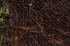 Breviceps acutirostris