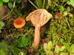 Lactarius sphagneti