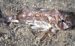 Centropogon