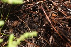 Breviceps acutirostris