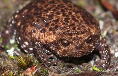 Breviceps acutirostris