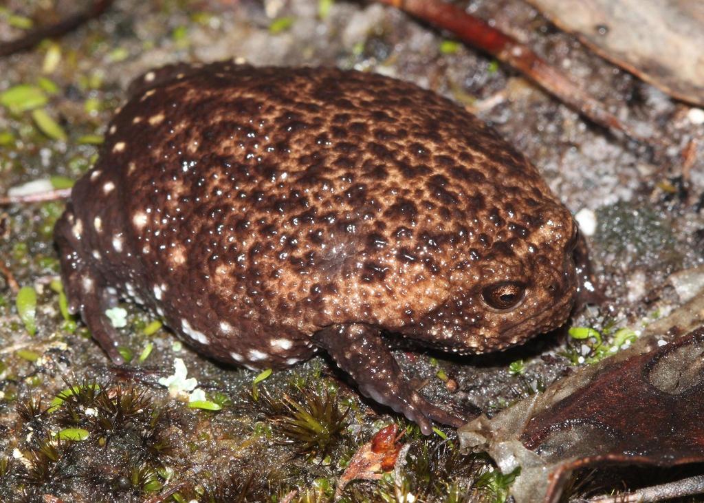Strawberry Rain Frog