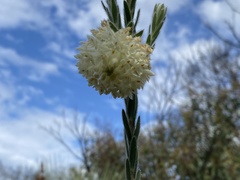 Pimelea octophylla