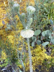 Pimelea octophylla