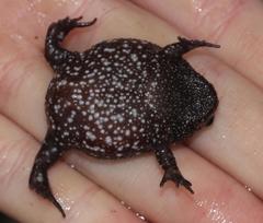 Breviceps acutirostris