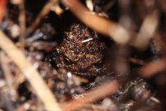 Breviceps acutirostris