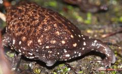 Breviceps acutirostris