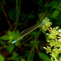 Pseudagrion nubicum
