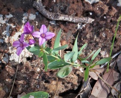 Boronia fastigiata