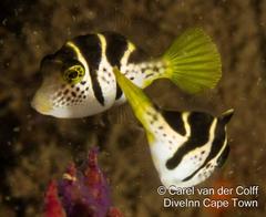 Paraluteres prionurus