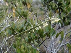 Struthiola argentea