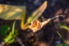 Erythronium sibiricum