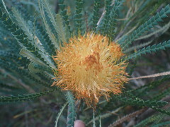 Banksia formosa