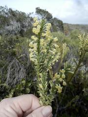 Struthiola argentea