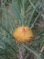 Banksia formosa