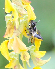 Megachile conjuncta