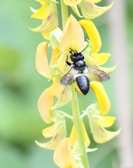 Megachile conjuncta