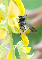 Megachile conjuncta