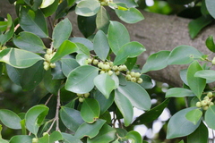 Ficus concinna