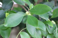 Ficus concinna